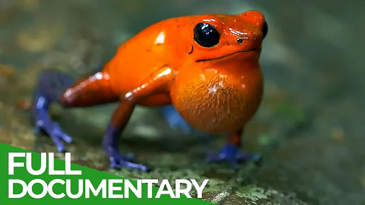 The Wildlife of Costa Rica | Free Documentary Nature thumbnail