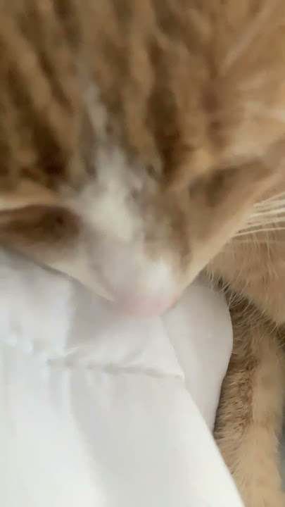 #cute #pets #funny #cat #butifyoucloseyoureyes #funnyimages #kitten #haveitoldyoulatelythatiloveyou
