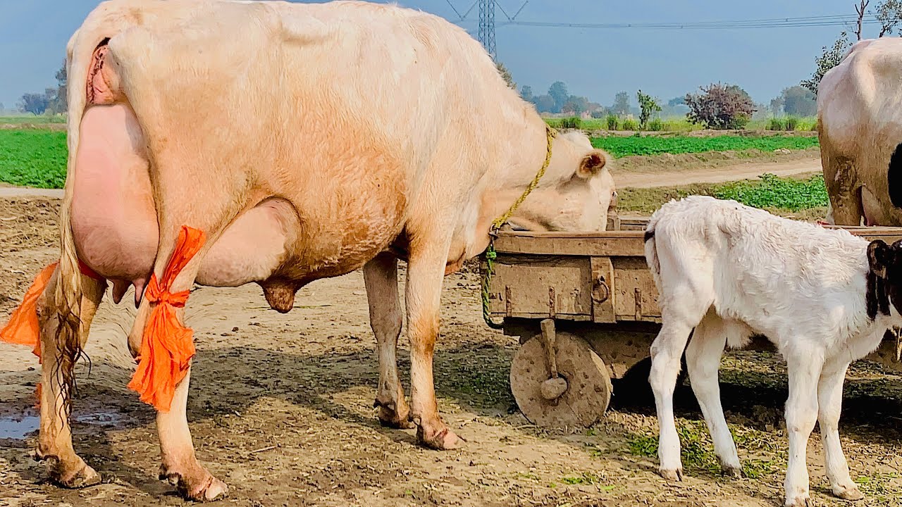 Cows for sale in Pakistan | cow for sale new video | cow for sale in Punjab 22 January 2026