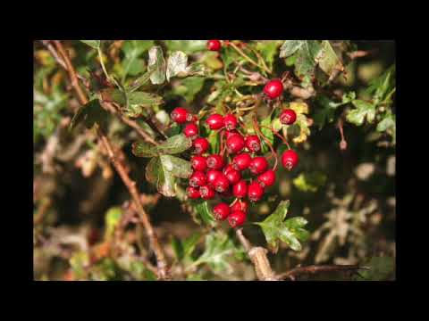 Vidéo: Aubépine à Grandes Anthères