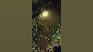 Lesser whistling duck |See at night time Episode59