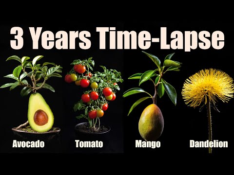 1008 Days In Just 15 Minutes ? Growing Plants Time Lapse COMPILATION