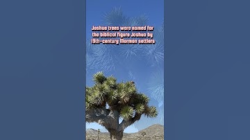 Joshua Tree in Bloom 🌵 Yucca 🌵 Edible Plants of the Mojave Desert