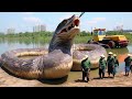 Titanoboa&#39;nın Günümüzde Var Olduğunun İlk Kanıtı!