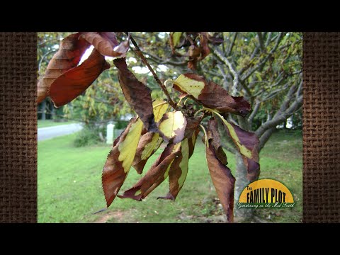 Q&A - The leaves on my Kwanzen cherry tree are turning brown. What is going on?