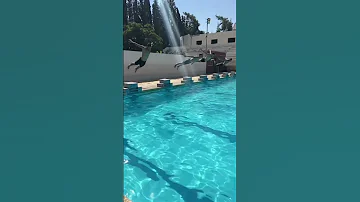 فاحت ريحة البارود صكورية الهيبة Video Swimming Photography 