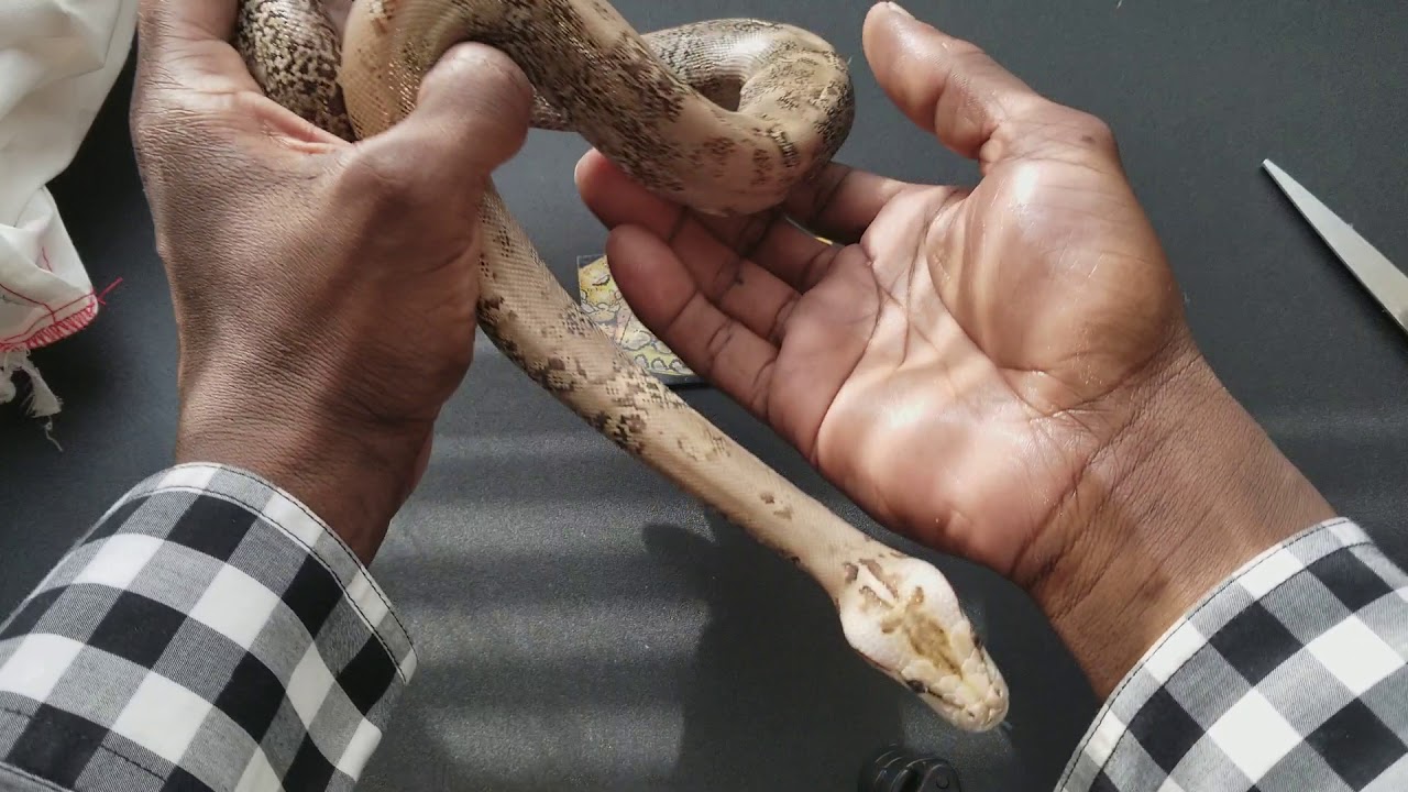 Las Vegas Reptile expo. Pick up , Granite Burmese Python - YouTube