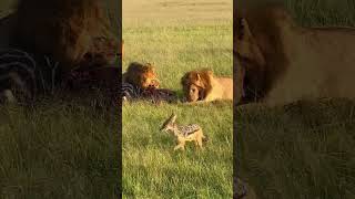 Lions on Zebra Kill  Masai, Mara Kenya