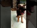 German shepherd puppy|| 3 months old full coat GSD