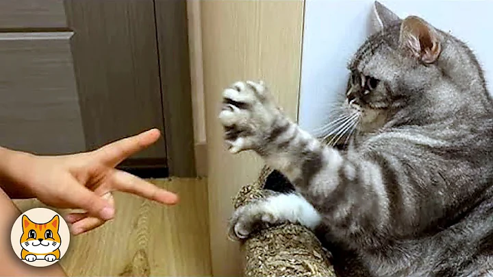 Video 11600311: cat funny smile, cat funny love, cat fails, adorable cats, cute kitten