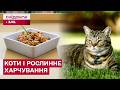 Веганський корм для котів: чи можна змінювати природну суть тварин? Думка ветеринара