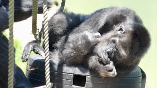 Grandma Gorilla sleeping comfortably next to her daughter｜Shabani Group