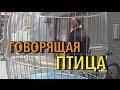 Чудо природы. Говорящая птица в центре Пекина!