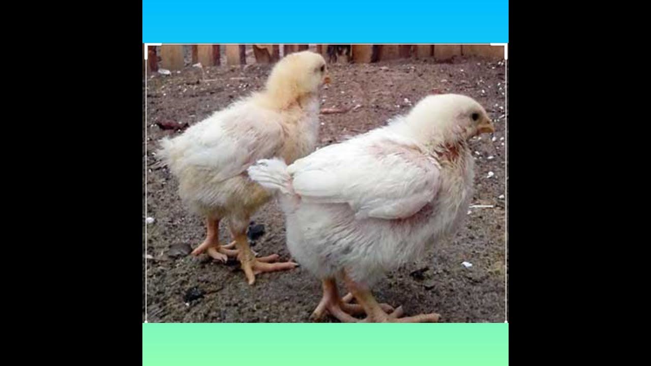 Кобб 500 испания Кобб 500 испания