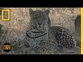 Safari Live - Day 380 | National Geographic