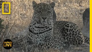 Safari Live - Day 380 | National Geographic Safari Live - Day 380 | National Geographic