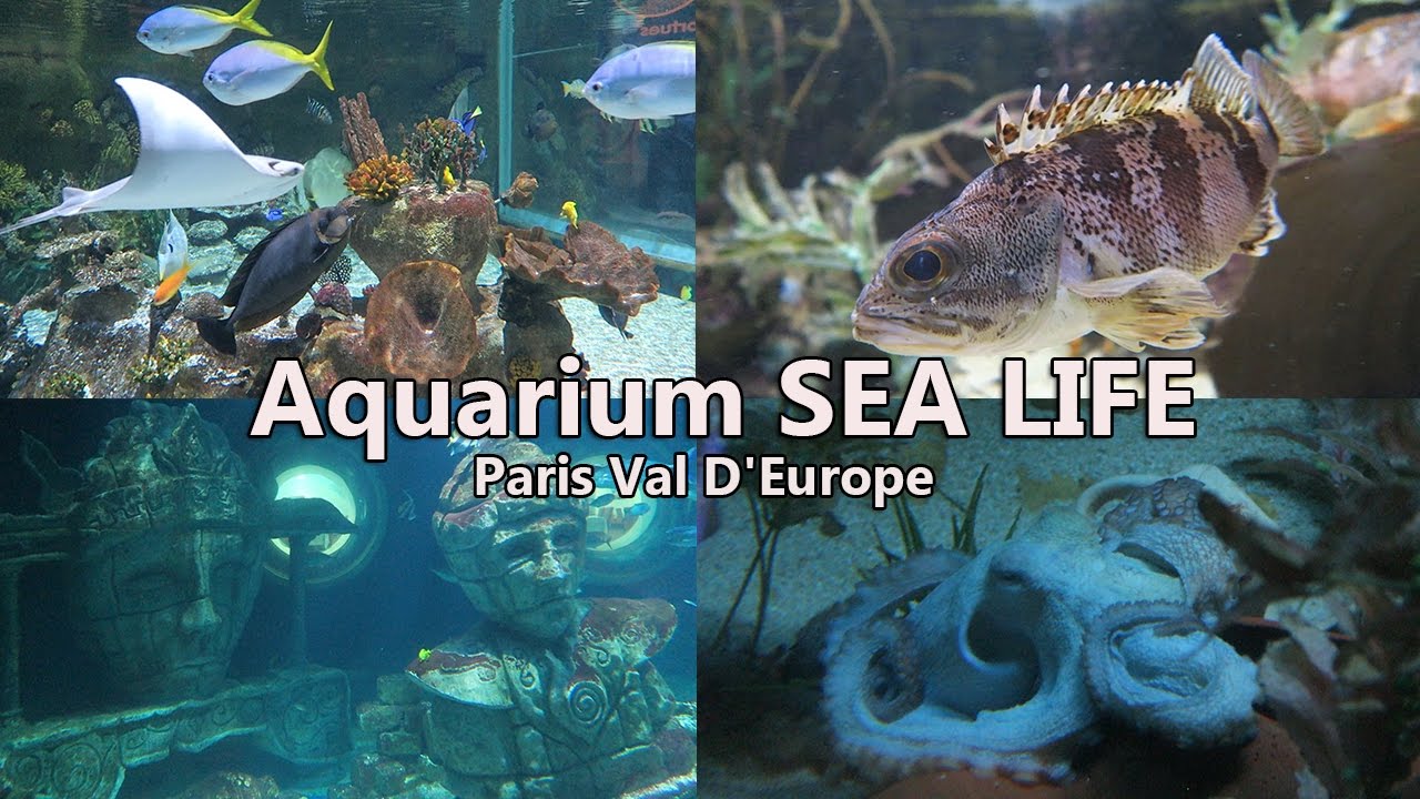 Aquarium SEA LIFE Paris Val D'Europe Visite YouTube