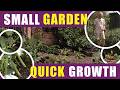 Small Garden No Dig Tour: From Frost to Heatwave in May