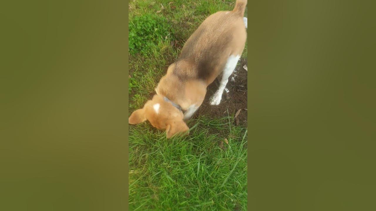 Cute Beagle Digs Huge Hole YouTube