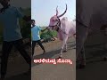 ||Terabandi race|| ಅರಳಿಮಟ್ಟಿ ಸೊನ್ಯಾ🦁ಗುಲಗಾಲ ಜಂಬಗಿ ಮೈದಾನ ❤️🔥🦁