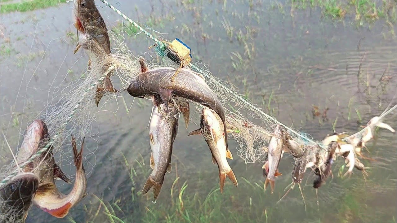 Oh My God | Unbelievable Tengra Fishing in Current Net By Flood Water ...