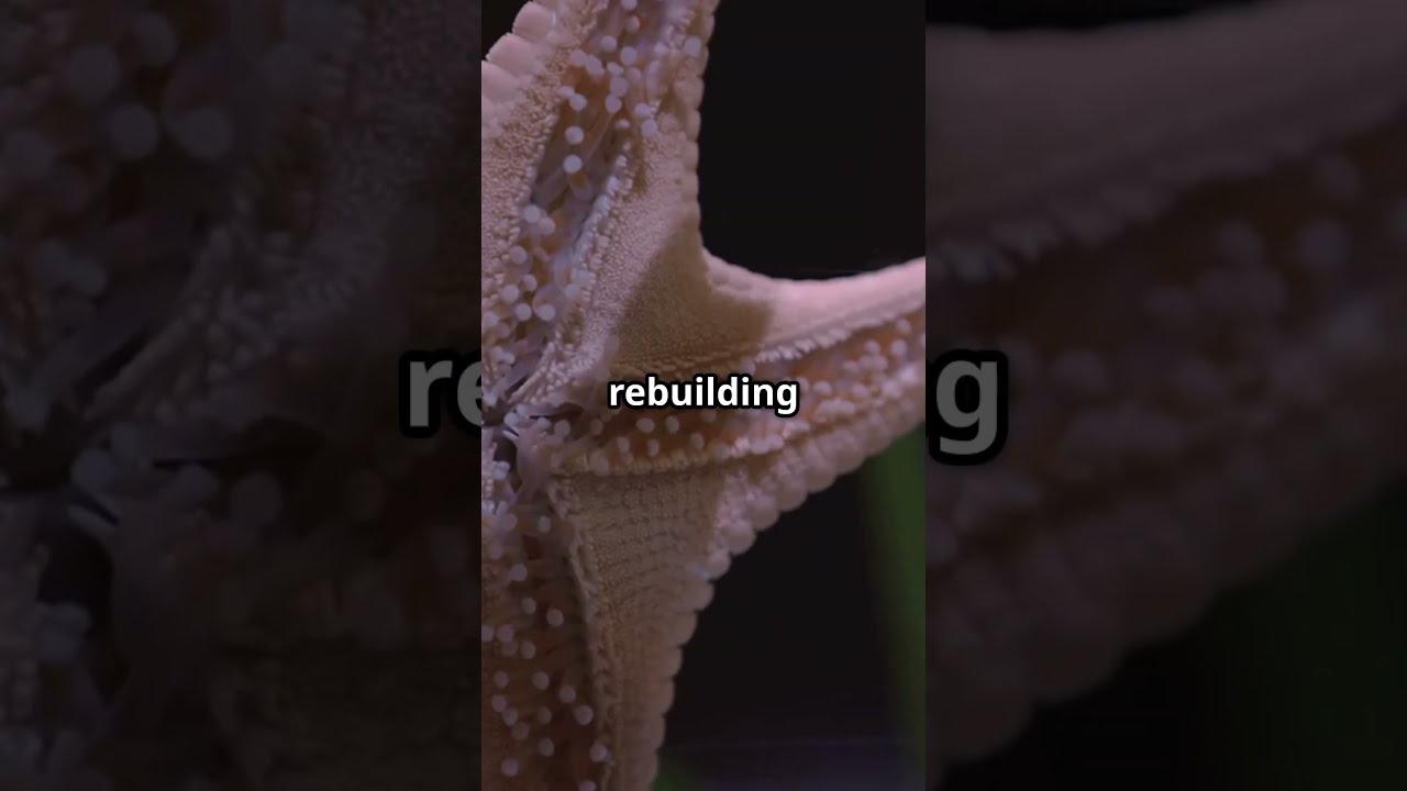 Unique Feature Of Starfish