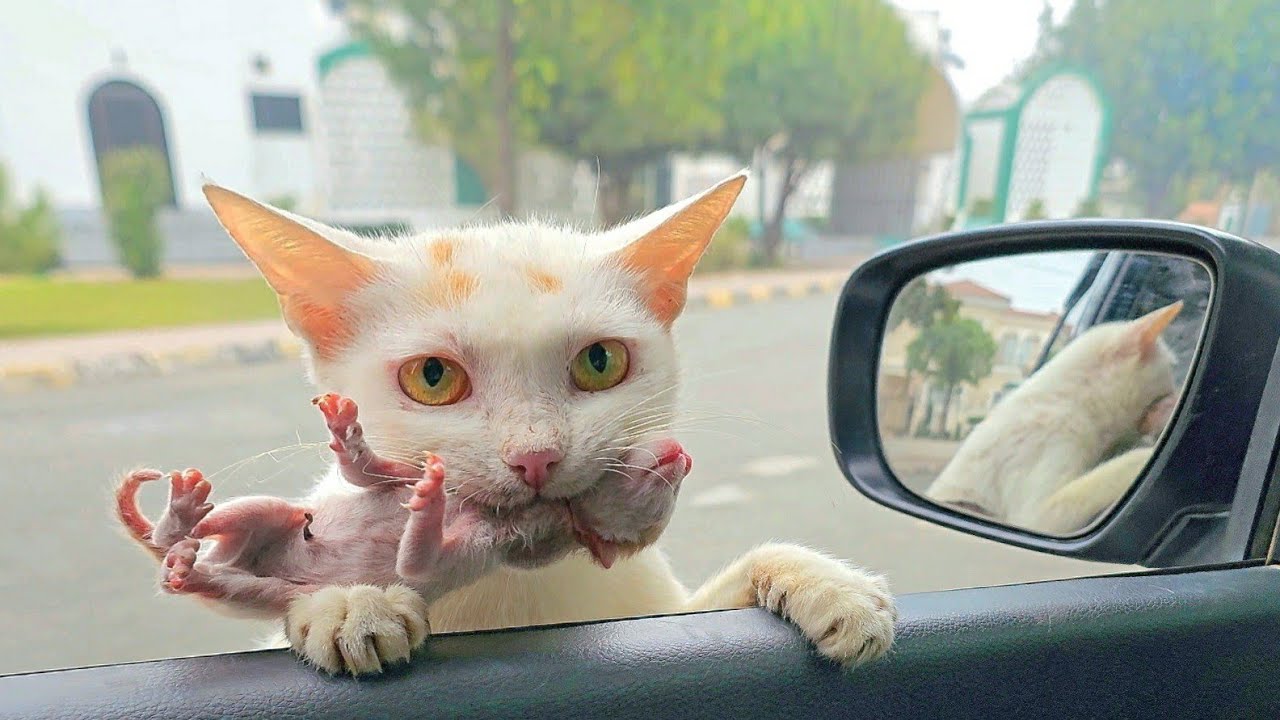 Cat Recognizes Owner After Years of Being Lost, Then Something Shocking Happens