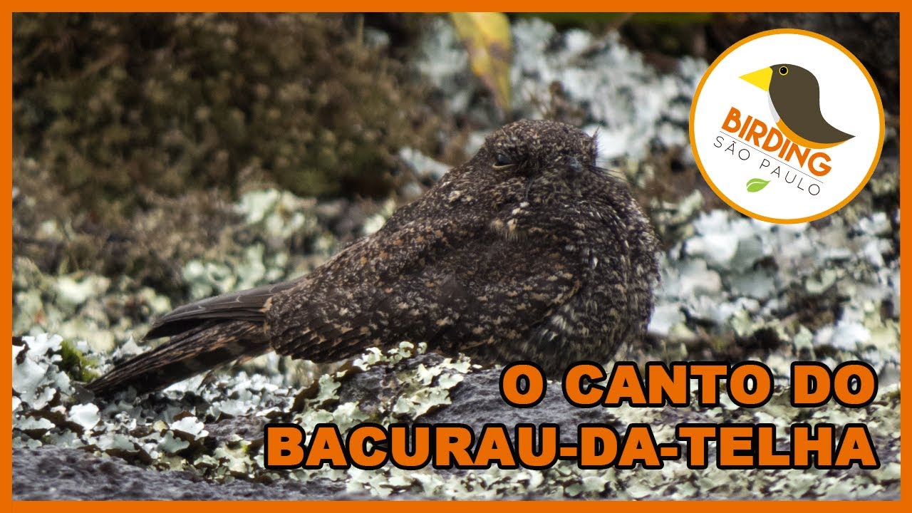 o-canto-do-bacurau-da-telha-hydropsalis-longirostris-011-youtube