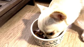 Orlando eats his food and it tastes great! 4K - #Chihuahua #dog
