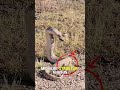 Tanda Bahaya Dari Rattlesnake ( ular derik )