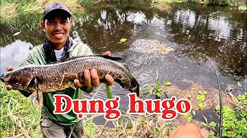 Câu cá lóc rừng U Minh Thượng_ Đụng hugo sau thời gian thất cá (tập 211)#huukhuynhkiengiang