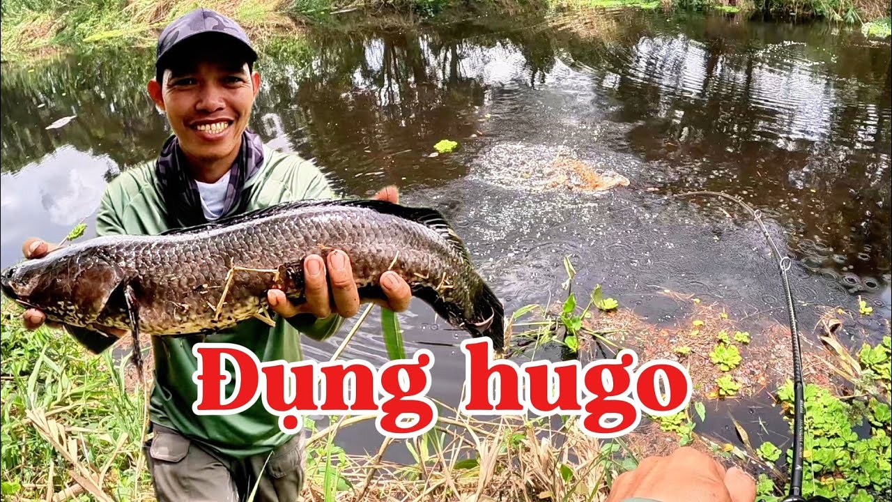 Câu cá lóc rừng U Minh Thượng_ Đụng hugo sau thời gian thất cá (tập 211)#huukhuynhkiengiang