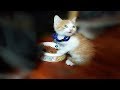 空腹に耐えられず3日間鳴き続けた子猫。助けた夫婦が育ててみると不思議な手に・・・驚き!【nekoの部屋】