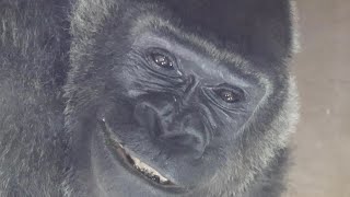 Gorilla⭐Too funny! Genki threw poo at Momotaro from behind.【Momotaro family】