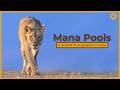 Mana Pools - A Wildlife Photographer&#39;s Guide.