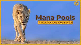 Mana Pools  A Wildlife Photographer's Guide.
