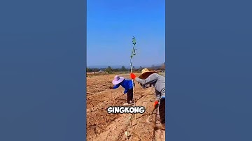 Cara petani luar negeri tanam singkong #shorts #viral #unik