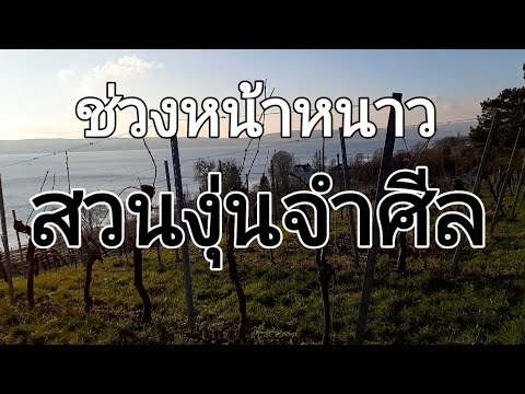 วีดีโอ: รากไม้ผลัดใบเติบโตในฤดูหนาวหรือไม่?