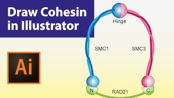 Draw Cohesin | Graphical abstract | Illustrator for scientists