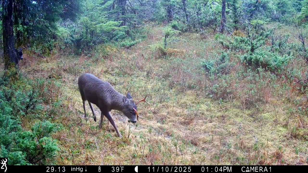 Distinct Sitka black-tailed 2 x 2, 10/23/2025 to 11/20/2025