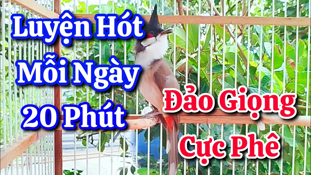 chào mào hót sáng kích bổi - luyện giọng hay ép bổi sổ bọng và căng lửa- chào mào hót đấu