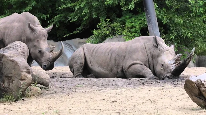 Detroit Zoo | Ron Kagan on Animal Welfare