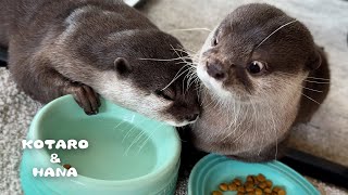 Sneaky Otter Caught Trying to Steal Food!