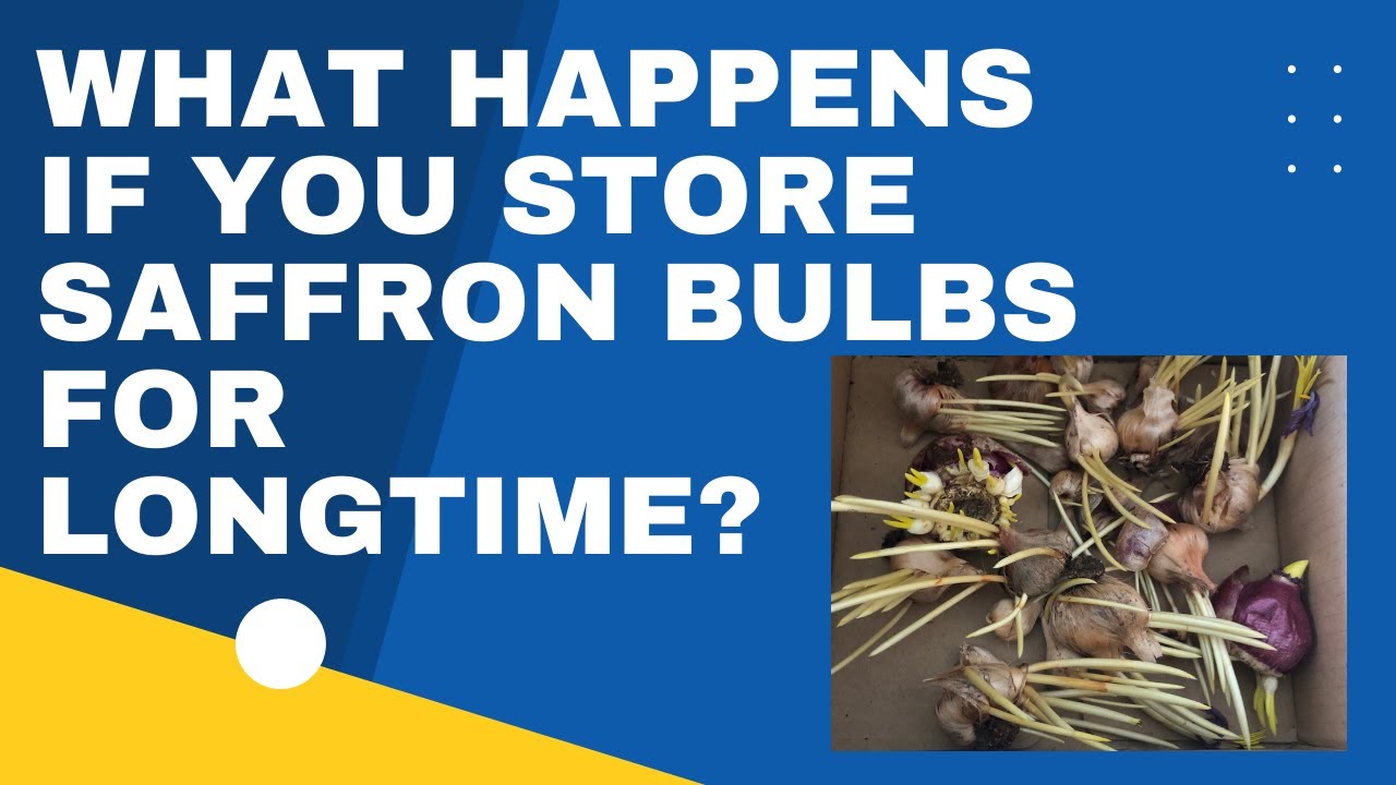  What Happened When I Store Saffron Bulbs for Long Time YouTube