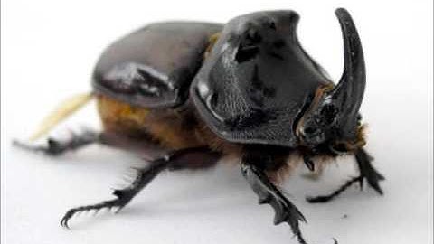 Mutant Transformer Dinosaurs Fall of Cybertron