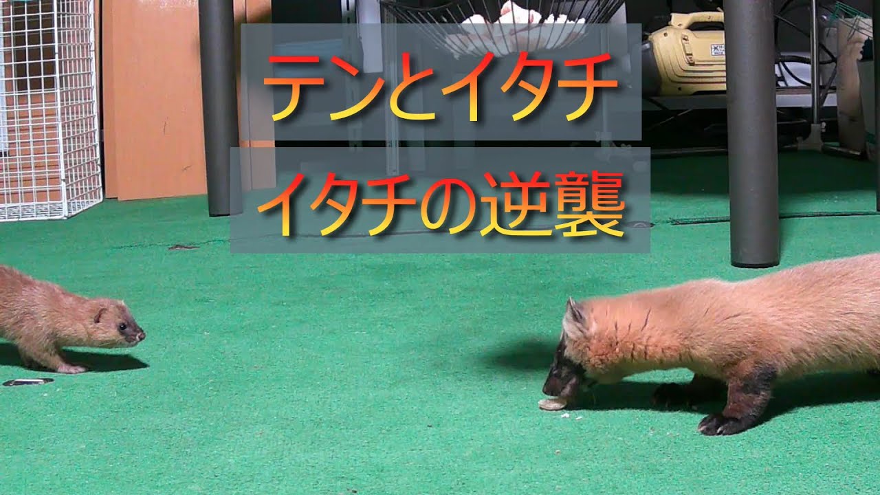 テンとイタチ　イタチの逆襲