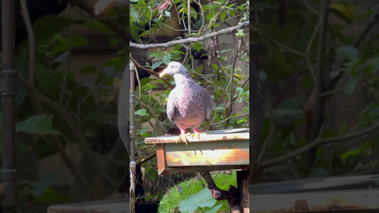 Olive Pigeon at Disney’s Gorilla Falls Aviary! 