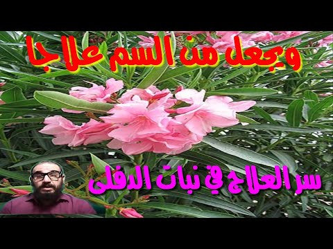 سر من اسرار نبتات الدفلى/علاج الم الفم نهائيا/العلاج ببخور الدفلة من دون ابتلاعه