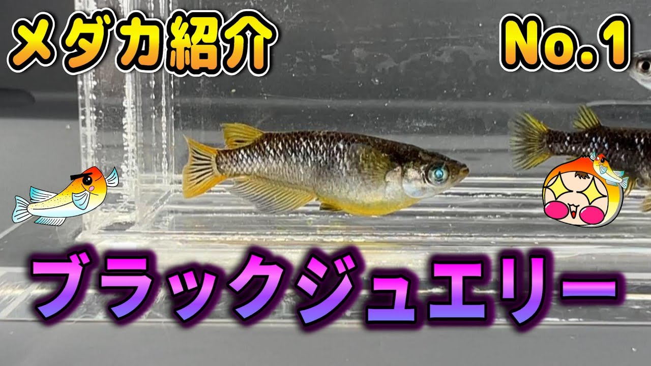 改良メダカ　ブラックジュエリー　種親 ブラックジュエリー（2ペア） | 芳吉めだか