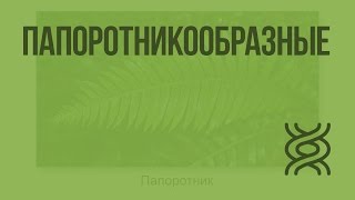 видео Папоротники (Рolуроdiophytа)